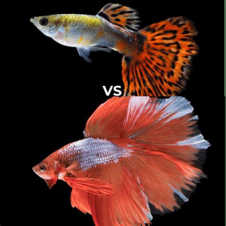 Which is bigger minnow vs guppy?