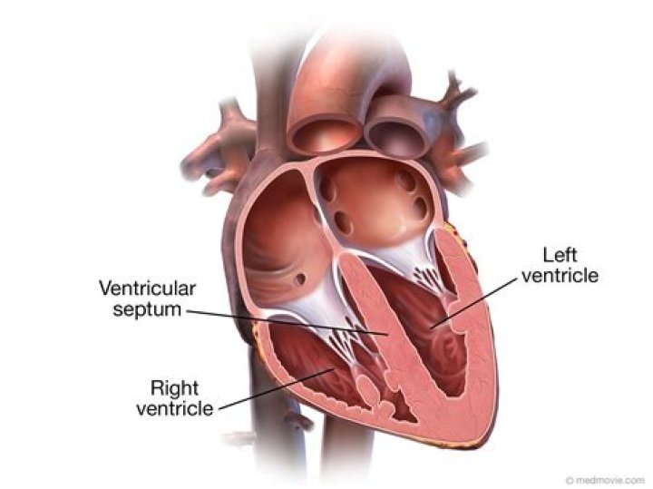 Which is the function of the left ventricle?