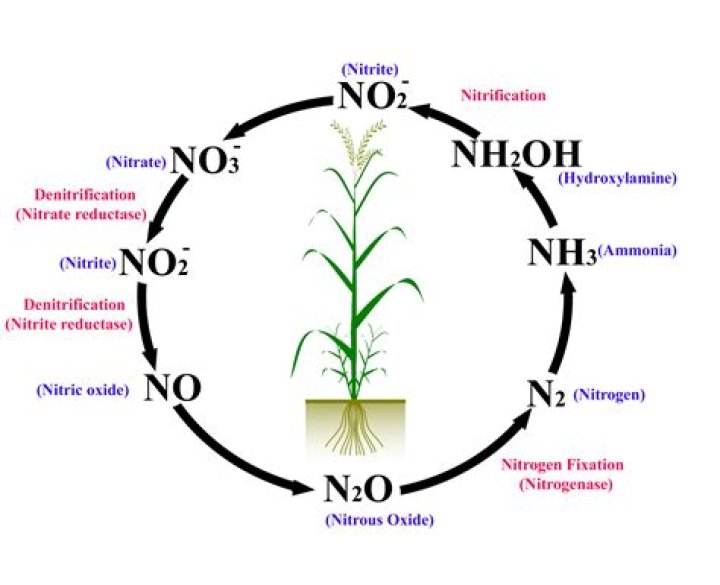 Which is used by plants as nitrates?