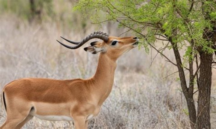 Who do gazelles eat?
