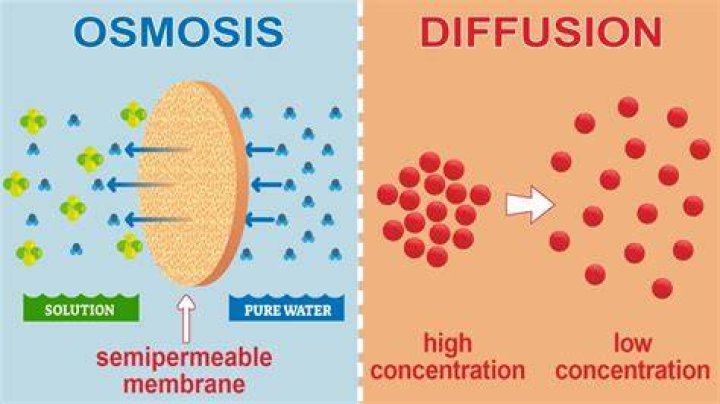 Who does osmosis differ from diffusion?