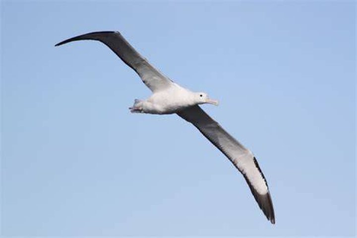 Whose patronus is an albatross?