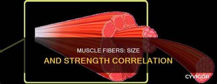 Why are bigger muscles stronger?