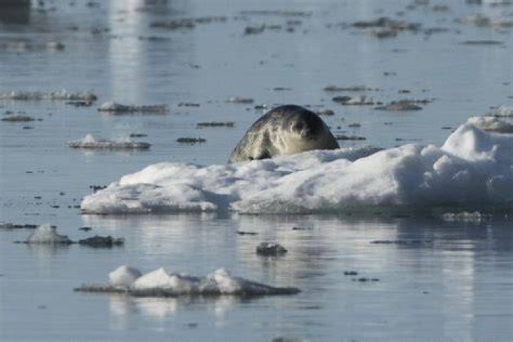Why are ringed seals important?