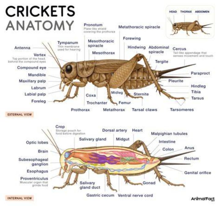 Why do crickets croak?