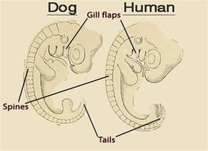 Why do humans have pharyngeal slits?