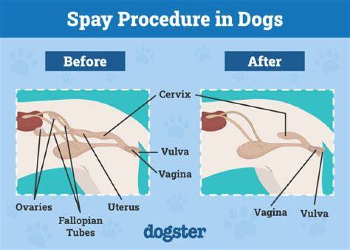 Why female dogs should be spayed?