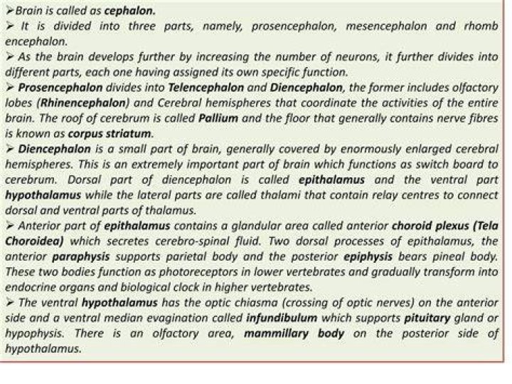 Why is it called encephalon?