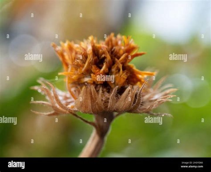 Why is my calendula dying?
