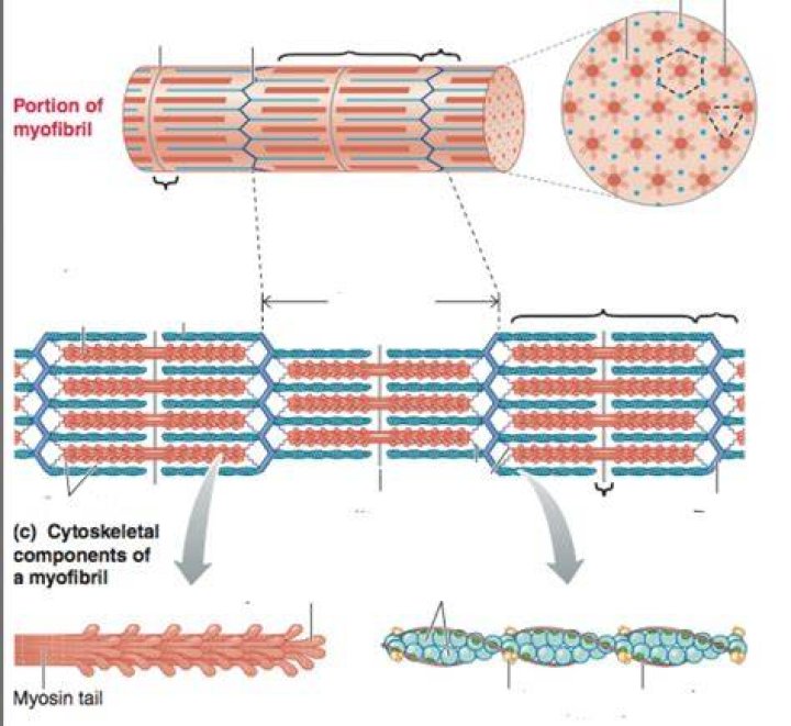 Why is myofibril important?