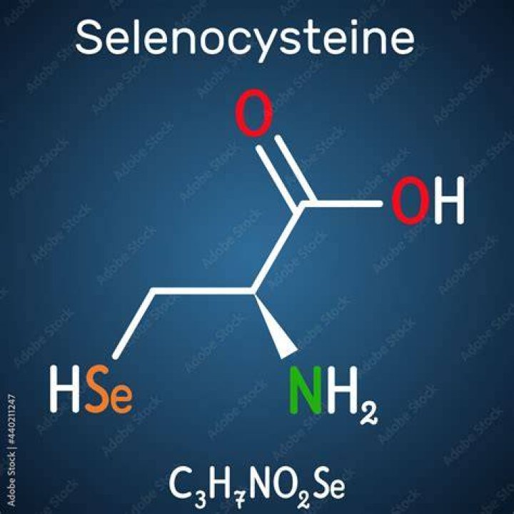 Why is selenocysteine important?