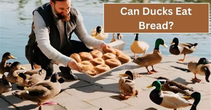 Why you should feed ducks bread?