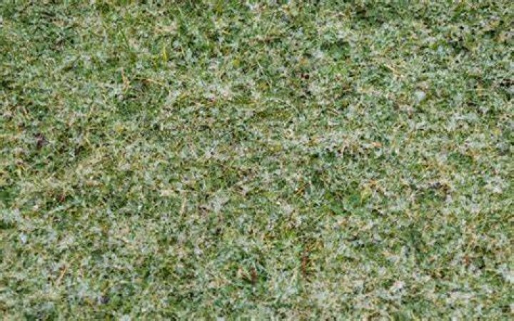 Will calcium chloride kill grass?