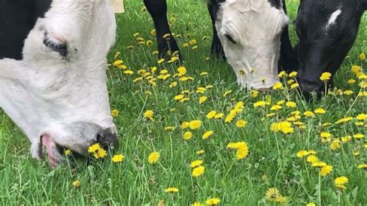 Will cows eat wiregrass?