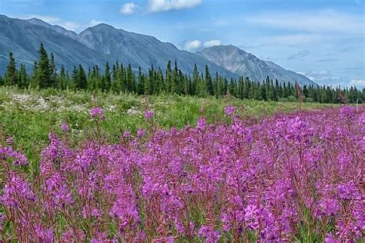 Will fireweed grow in oklahoma?