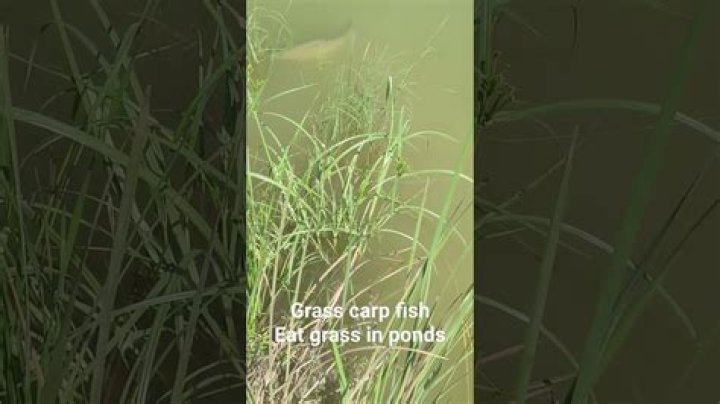 Will grass carp eat other fish?