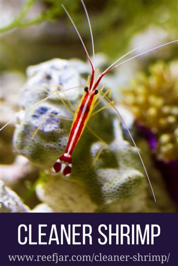 Will hawkfish eat cleaner shrimp?