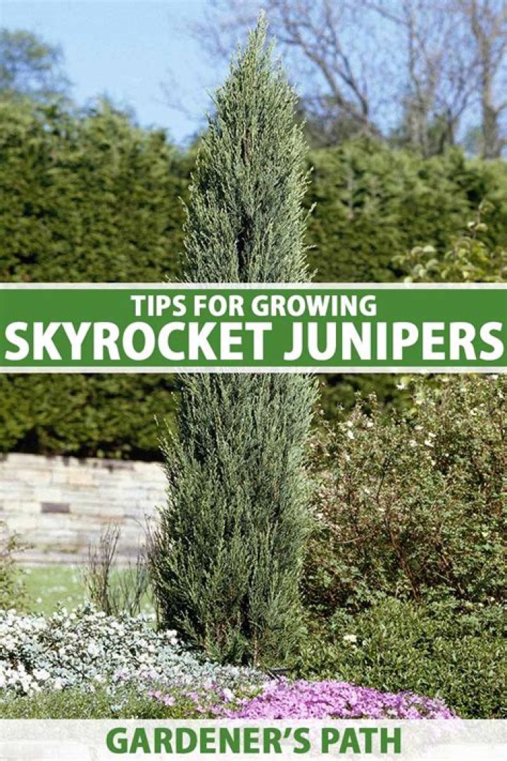 Will juniper grow in shade?