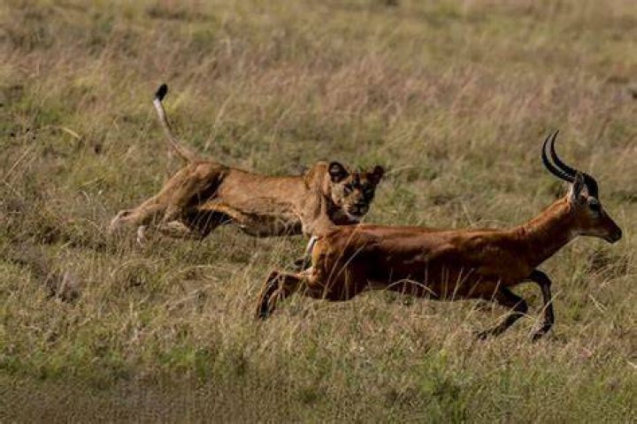 Will lions eat antelope?