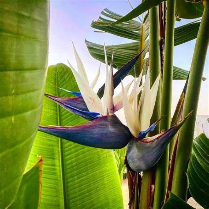 Will strelitzia grow in shade?