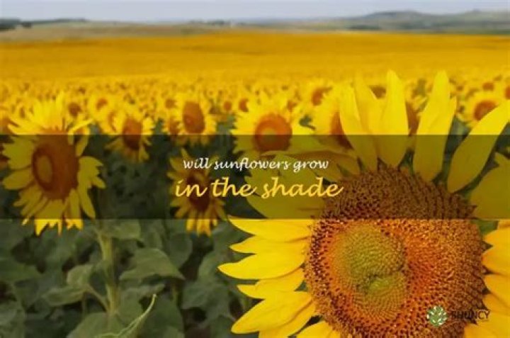 Will sunflowers grow in shade?