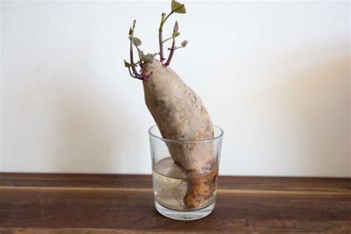 Will sweet potatoes float on water?