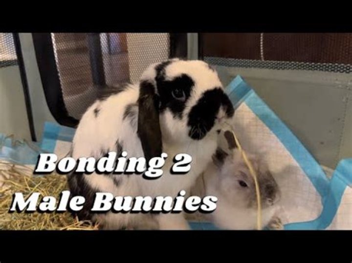 Will two male rabbits bond?