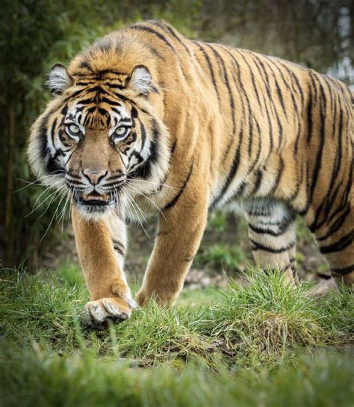 Would tigers eat cats?